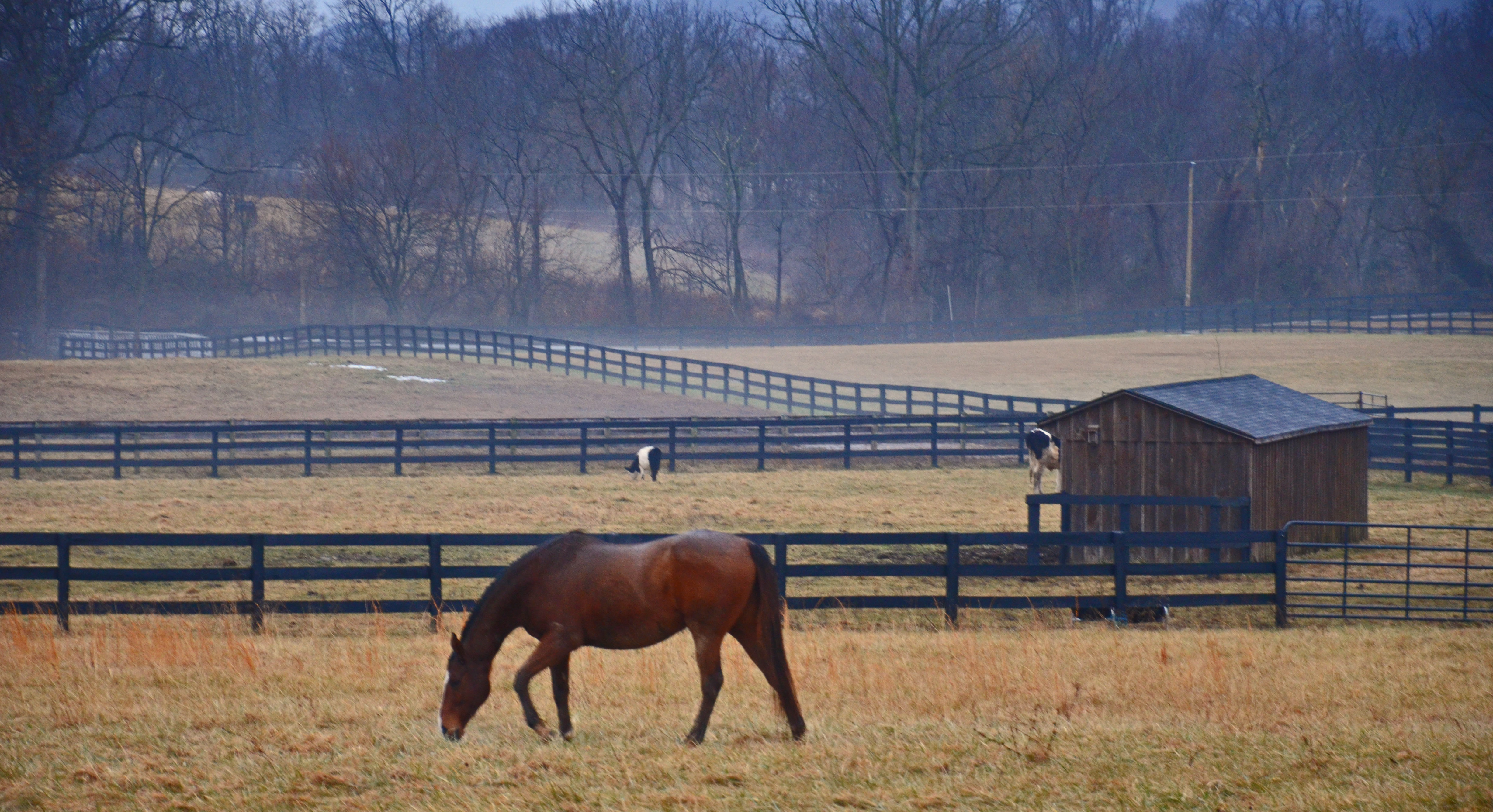 Horse_Ithaca_grazing.jpg